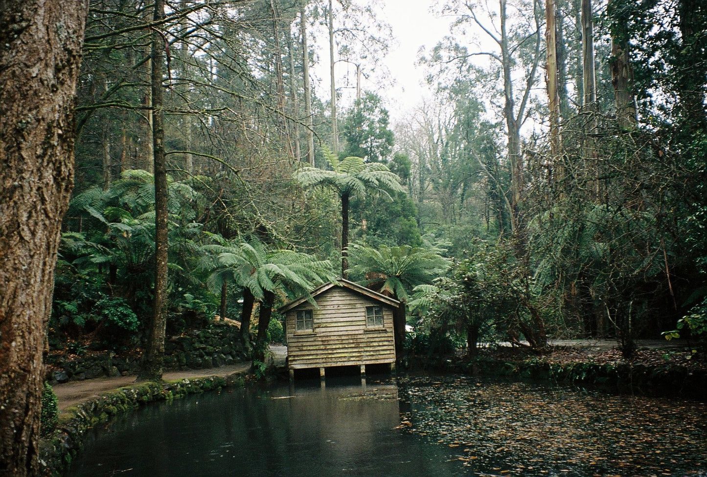 Dandenongs, Victoria